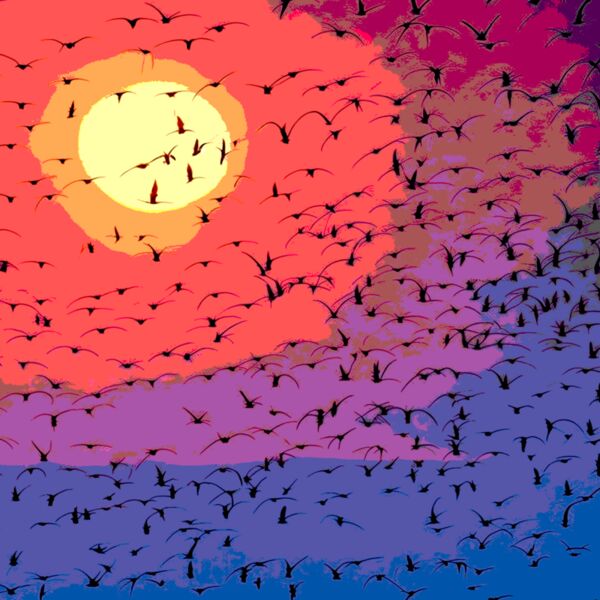 Polarized sunset flock Thumbnail